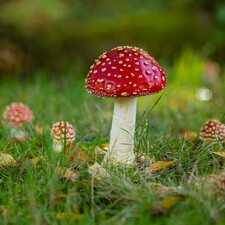 Welt der Pilze / Photo: © Jonathan Fieber Welt der Pilze