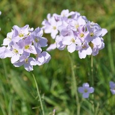 Kr�uterwanderung f�r Alle