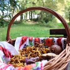 Pilz-Wanderung