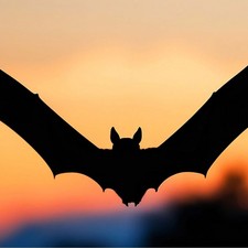Fledermaus F�hrung