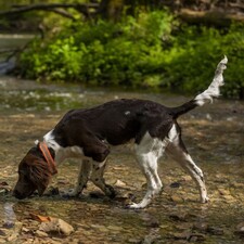 Krimitour mit Hund