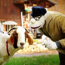 Momsen, Tiere, Sensationen